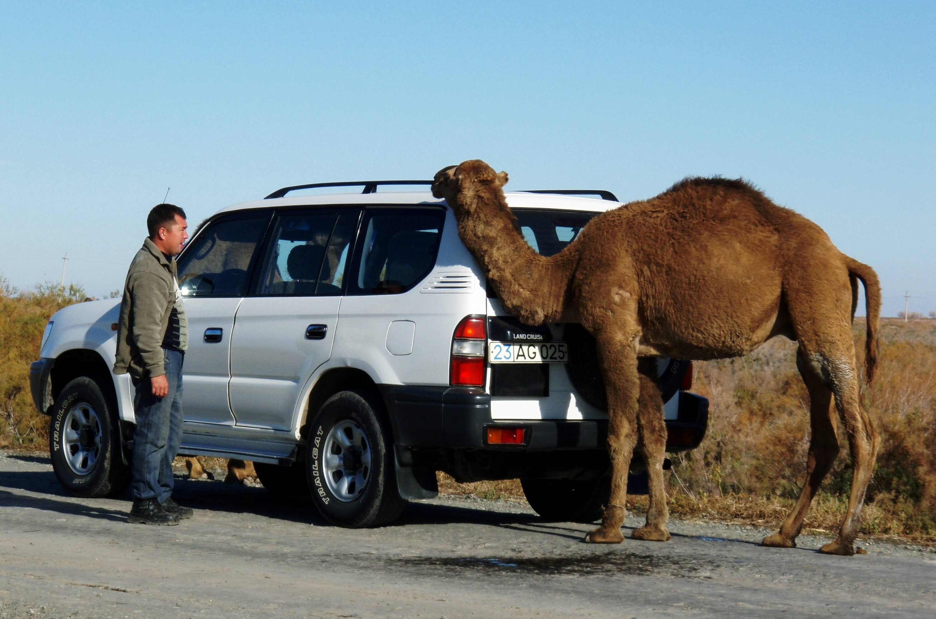 oezbekistan, jeep en kameel.jpg